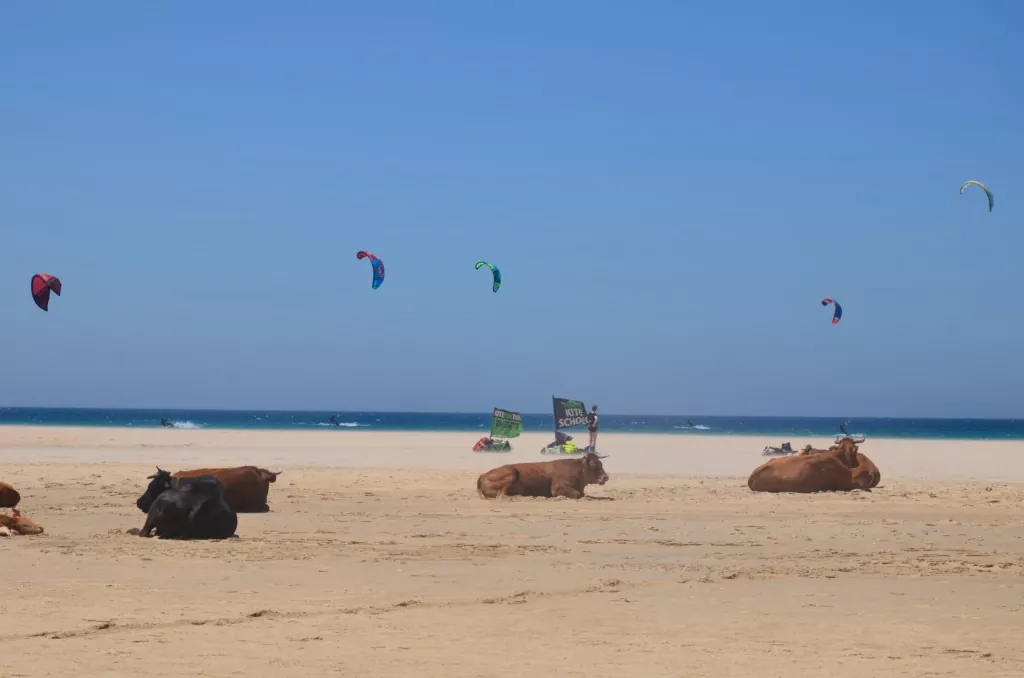 kite fun tarifa kiteschool
